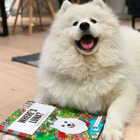 Personalized Dog Book: Where's (Dog's Name)? | Yappy.com