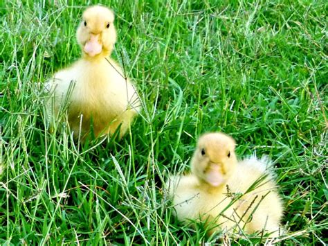 Raising Ducks - How to Care for Ducklings | HGTV