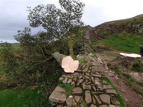 Vandals have cut down the 300 yr old tree at Sycamore Gap - Hadrian’s Wall (Northumberland ...