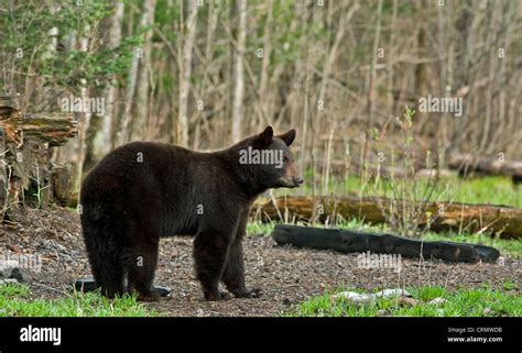 Young American Black Bear in spring not long after emerging from ...