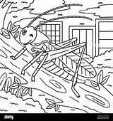 Insect Crickets Animal Coloring Page For Kids Stock Vector Image & Art  sketch template