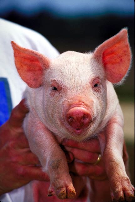 File:Pig USDA01c0116.jpg - Wikimedia Commons