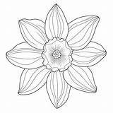 Daffodil coloring pages – Coloring Corner sketch template