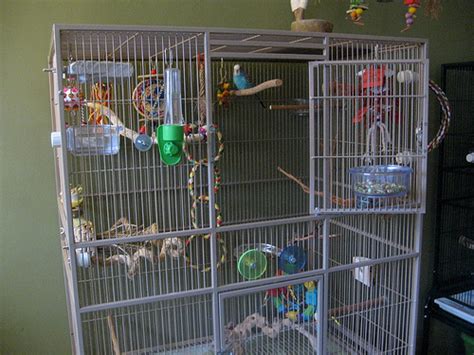 Budgie Cages: How to Set-Up Your Parakeet’s Cage with Toys and Perches | Discount Parrot Supplies