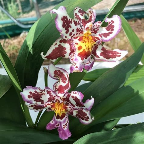 Wilsonara Tan Treasures ‘Lavender Picotee’ Oncidium Orchid 4" Pot Blooming size | Plantly