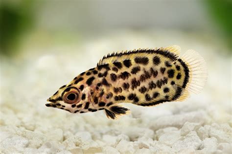 Leopard Fish: A Beginner’s Oddball Fish