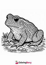 Toad Coloring Page Free PDF Printable sketch template