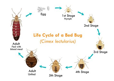 How Do Bed Bugs Reproduce? | Bed Bug Questions Answered