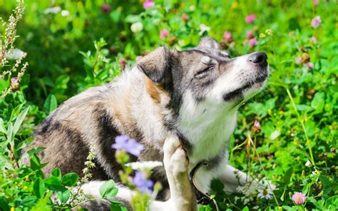 Seasonal Dog Allergies | U.S. Canine