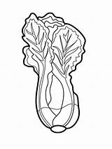 Lettuce coloring Pages Download And print sketch template