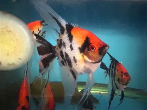 Red devil angelfish xl for sale - Exotic Fish Shop - 774-400-4598