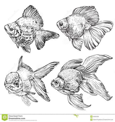 Animal Sketches, Animal Drawings, Art Sketches, Fish Drawings, Art Drawings, Koi, Fish Sketch ...