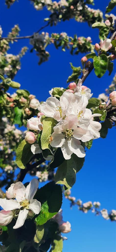 Apple Tree Flower - Free photo on Pixabay - Pixabay
