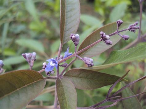 Vitex negundo (Chastetree, Chinese caste tree, Five-leaved Chaste Tree, Horseshoe Vitex) | North ...