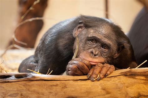 Download Monkey Animal Bonobo HD Wallpaper