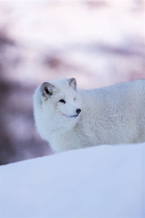 Arctic Fox in the Snow Closeup Stock Photo - Image of cute, wildlife ...