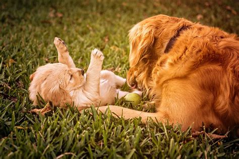 Fun Unusual Tricks Teach Golden Retriever