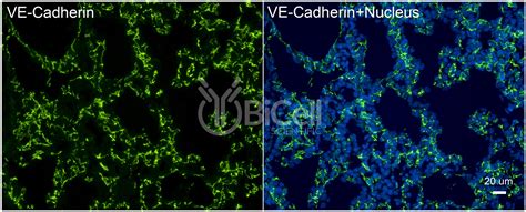 VE-cadherin (Cdh5 or Cadherin-5 or CD144) antibody - BiCell Scientific®