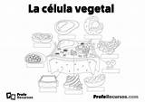 Celula Vegetal Sketch Coloring Page sketch template