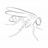 Flying Fly Coloring Page For Kids  Free Butterflies Printable sketch template
