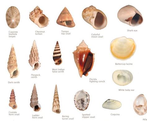 different names of seashells - Google Search | Sea shells, Types of ...