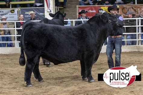 NWSS | Open Limousin Bulls | The Pulse