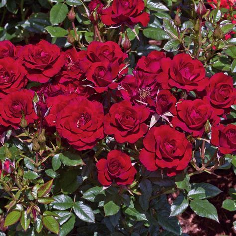 Spring Hill Nurseries Ruby Ruby Miniature Rose, Live Potted Plant with Red Flowers (1-Pack ...