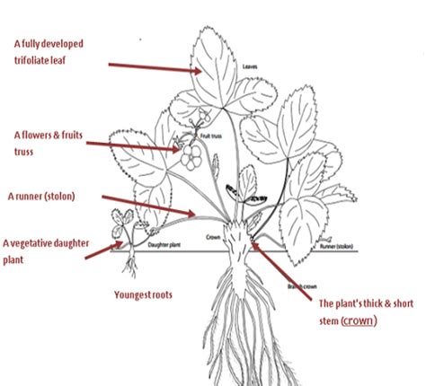 Crop Guide: Strawberry | Haifa Group