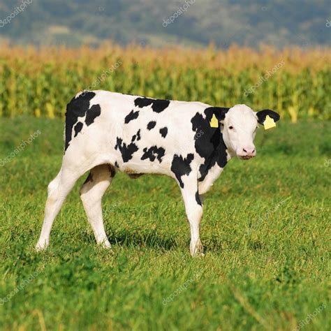 Cute baby cow in summer — Stock Photo © feedough #2620286