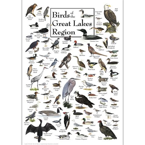 Birds of the Great Lakes Region - Poster - Earth Sky + Water