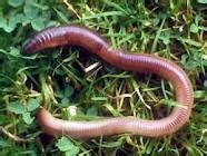 Lawn Aeration Earthworms - Lawns in Spain Real Green Grass Lawns