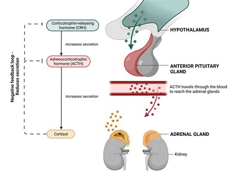 Cortisol | You and Your Hormones from the Society for Endocrinology