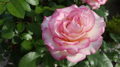 Rose Pink Beautiful · Free photo on Pixabay