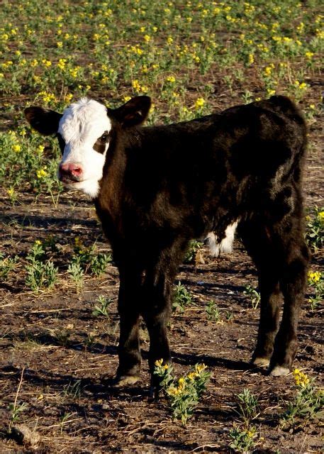 10 Black Baldy Cattle ideas | cattle, cow, animals