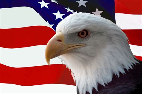 US FLAG AND bald eagle | American Bald Eagle in Front of American Flag