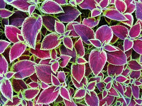 Flower Background-a Coleus with Red Leaves with a Green Border on a Sunny Summer Day Stock Photo ...