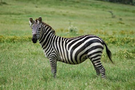 Por que as zebras são listradas? | BLOG Reinventando o Saber
