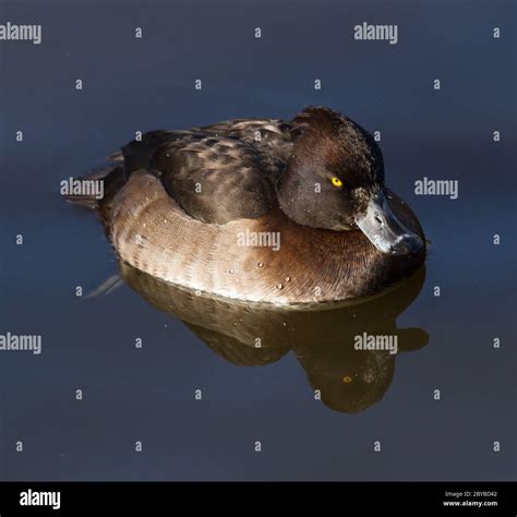 Female Tufted duck Stock Photo - Alamy