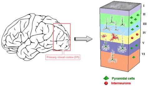 Organization of the primary visual cortex | Download Scientific Diagram