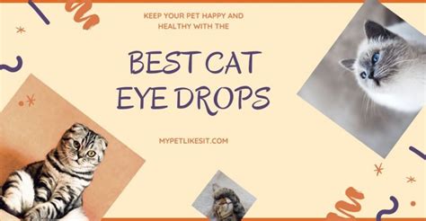 Best Cat Eye Drops Reviews 2023 - My Pet Likes It