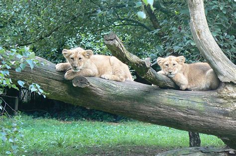 Asiatic lion cubs - ZooChat