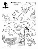 North American Prairie Wildlife – Coloring Nature sketch template