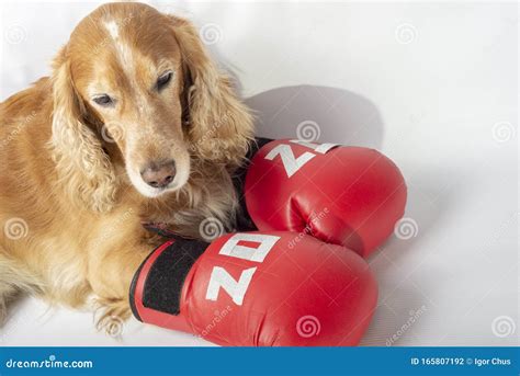 Dog in Boxing Gloves with the Inscription Stock Photo - Image of aggressive, athlete: 165807192