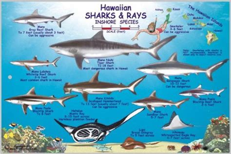 Hawaiian Sharks and Rays Offshore and Inshore Species Map & Identifica | Maps.com.com