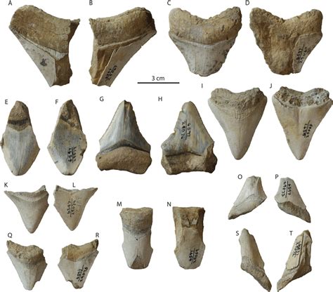 Otodus megalodon teeth from the Tirabuzón Formation. LACM 29067 in... | Download Scientific Diagram