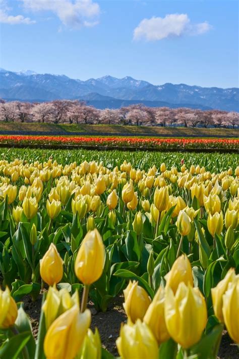 Asahi Funakawa Spring Quartet, Toyama, Japan, Cherry blossom, Tulip, あさひ舟川, 春の四重奏, 富山 Sakura ...