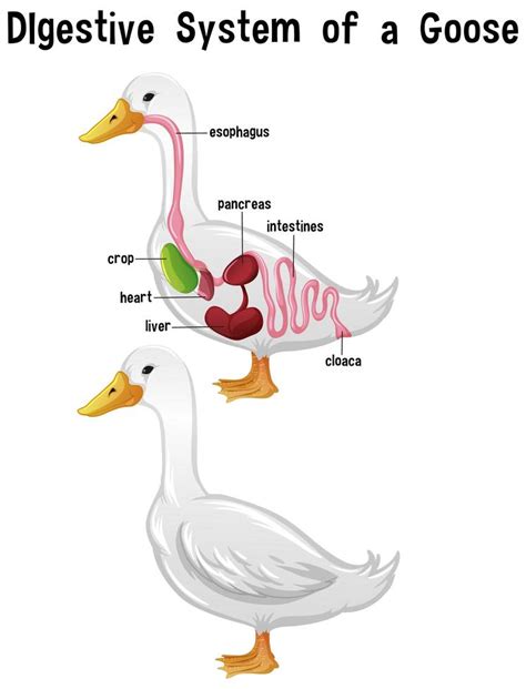 Internal Anatomy of a Goose with label 1848767 Vector Art at Vecteezy