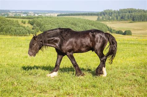 Premium Photo | A beautiful brown horse with a long mane in the pasture at a horse farm horse ...