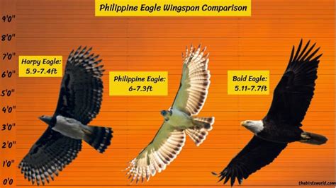 Philippine Eagle Size: How Big Are They Compared To Others?