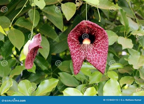 Brown with White Lined Orchids Stock Image - Image of groomed, colorful ...